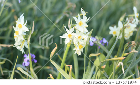 諾比海岸的春天，以其水仙花路而聞名 137571974