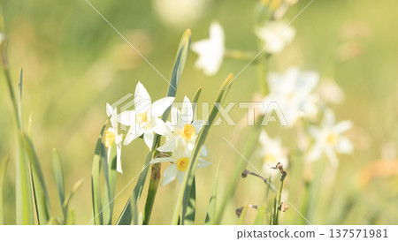 Spring at Nobi Coast, famous for its daffodil road 137571981