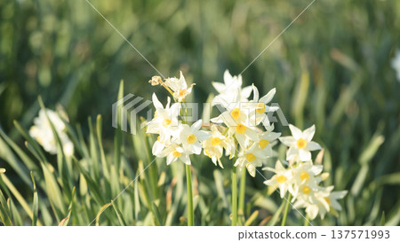 Spring at Nobi Coast, famous for its daffodil road 137571993