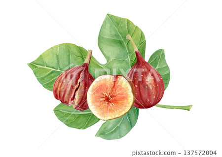 Fresh fig fruit composition with whole ripe figs and sliced fig with pulp, seeds on green fig leaf. Hand-painted watercolor food illustration isolated on white for packaging, menu, labels, recipes Fresh fig fruit composition with whole ripe figs and sliced fig with pulp, seeds on green fig leaf. Hand-painted watercolor food illustration isolated on white for packaging, menu, labels, recipes 137572004