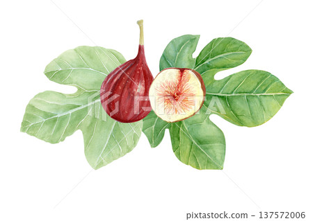 Fresh fig fruit composition with whole ripe figs and sliced fig with pulp, seeds with green fig leaf. Hand-painted watercolor food illustration isolated on white for packaging, menu, labels, recipes 137572006