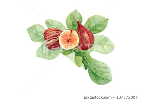 Fresh fig fruit composition with whole ripe figs and sliced fig with pulp and seeds with green fig leaves. Hand-painted watercolor illustration isolated on white for packaging, menu, labels, recipes Fresh fig fruit composition with whole ripe figs and sliced fig with pulp and seeds with green fig leaves. Hand-painted watercolor illustration isolated on white for packaging, menu, labels, recipes 137572007