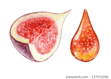 Sliced fig fruit with pulp, seeds and a drop of fig jam set. Hand-painted watercolor food ingredient illustration isolated on white background for packaging, dessert menus, recipes, jam labels 137572008