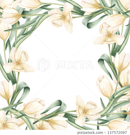 Watercolor white tulips square frame. Delicate flowers postcard with copy space for spring holidays, wedding invitation, template. Isolated from background botanical hand painted illustration 137572097
