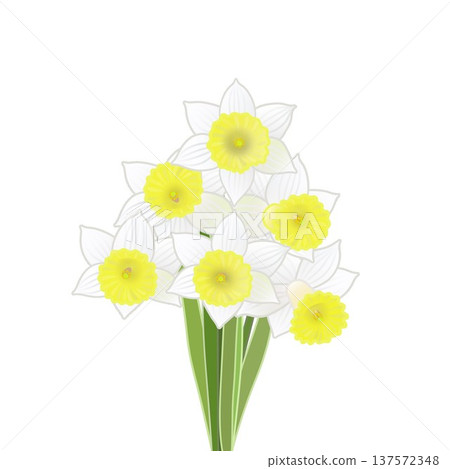 Illustration of a bouquet of daffodils Illustration of a bouquet of daffodils 137572348