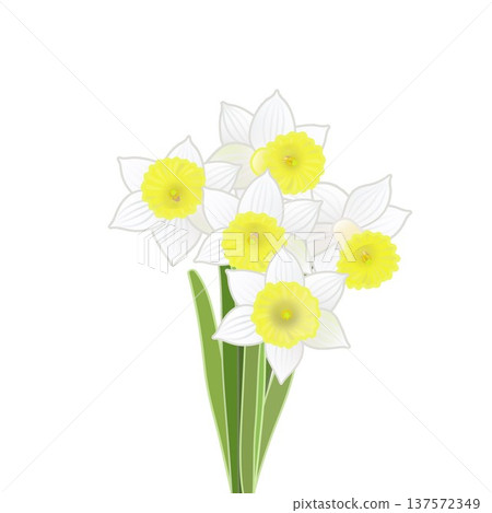 一束水仙花的插圖 一束水仙花的插圖 137572349