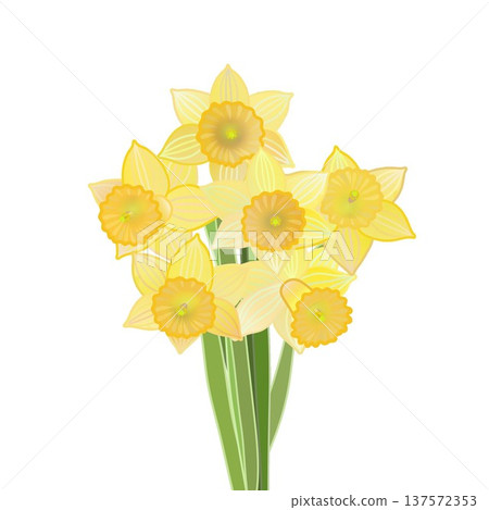 一束水仙花的插圖 137572353