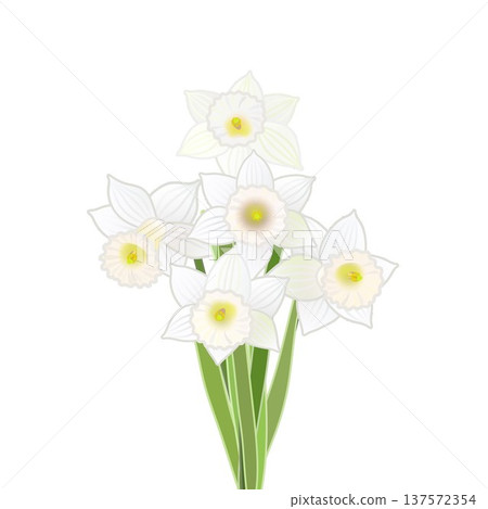 一束水仙花的插圖 一束水仙花的插圖 137572354