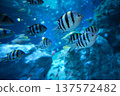 The Oyabiccha, a member of the damselfish family, is characterized by a yellow area on its back. 137572482