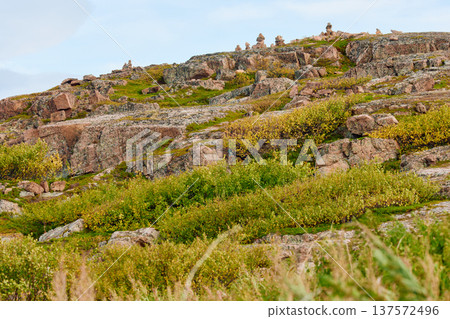 the coast of the Barents Sea at sunset, the rocky shore with colourful arctic carpet of moss, yagel, Tundra at autumn, Russia, Murmansk region the coast of the Barents Sea at sunset, the rocky shore with colourful arctic carpet of moss, yagel, Tundra at autumn, Russia, Murmansk region 137572496
