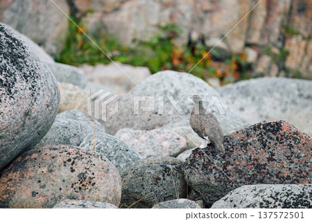 barely noticeable partridges jump on the rocks in the coast of the Barents Sea at sunset, the rocky shore with colourful arctic carpet of moss, yagel, Tundra at autumn, Russia, Murmansk region 137572501