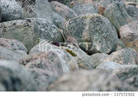 barely noticeable partridges jump on the rocks in the coast of the Barents Sea at sunset, the rocky shore with colourful arctic carpet of moss, yagel, Tundra at autumn, Russia, Murmansk region barely noticeable partridges jump on the rocks in the coast of the Barents Sea at sunset, the rocky shore with colourful arctic carpet of moss, yagel, Tundra at autumn, Russia, Murmansk region 137572502