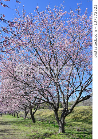 Kitaizumi Sakuragaya Park Kitaizumi Sakuragaya Park 137572523