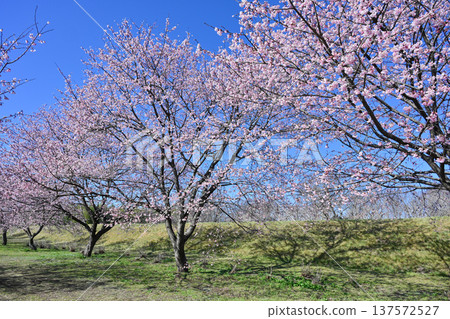 Kitaizumi Sakuragaya Park Kitaizumi Sakuragaya Park 137572527