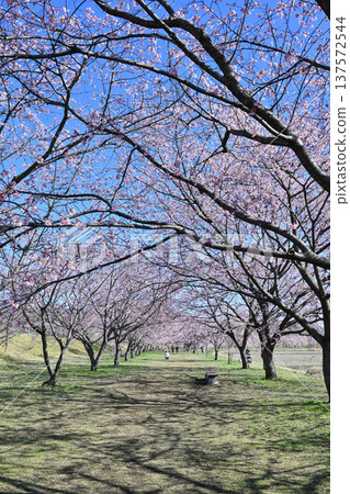 Kitaizumi Sakuragaya Park Kitaizumi Sakuragaya Park 137572544