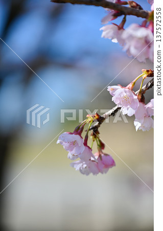 Kitaizumi Sakuragaya Park Kitaizumi Sakuragaya Park 137572558