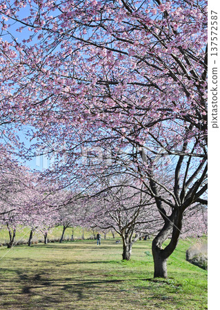 Kitaizumi Sakuragaya Park 137572587