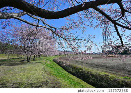 Kitaizumi Sakuragaya Park 137572588