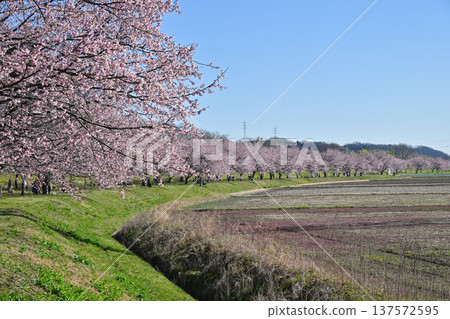 Kitaizumi Sakuragaya Park Kitaizumi Sakuragaya Park 137572595
