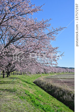 Kitaizumi Sakuragaya Park Kitaizumi Sakuragaya Park 137572597