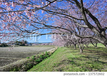 Kitaizumi Sakuragaya Park Kitaizumi Sakuragaya Park 137572602