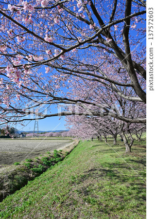Kitaizumi Sakuragaya Park Kitaizumi Sakuragaya Park 137572603
