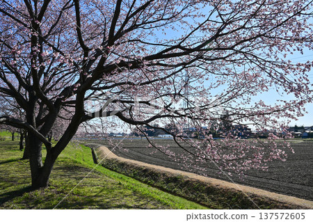 Kitaizumi Sakuragaya Park Kitaizumi Sakuragaya Park 137572605