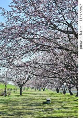 Kitaizumi Sakuragaya Park Kitaizumi Sakuragaya Park 137572607