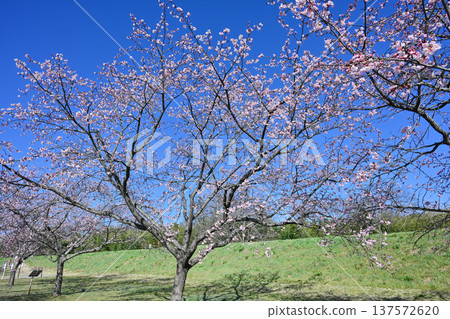 Kitaizumi Sakuragaya Park Kitaizumi Sakuragaya Park 137572620