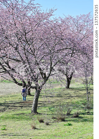 Kitaizumi Sakuragaya Park Kitaizumi Sakuragaya Park 137572635