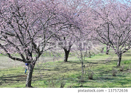 Kitaizumi Sakuragaya Park 137572636