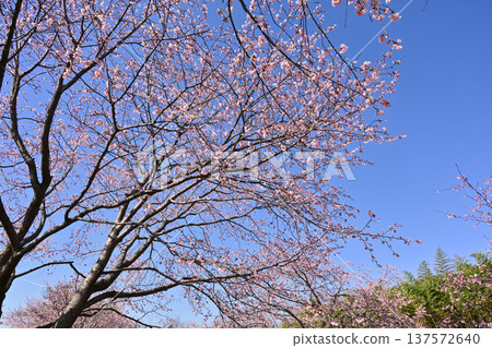 Kitaizumi Sakuragaya Park 137572640