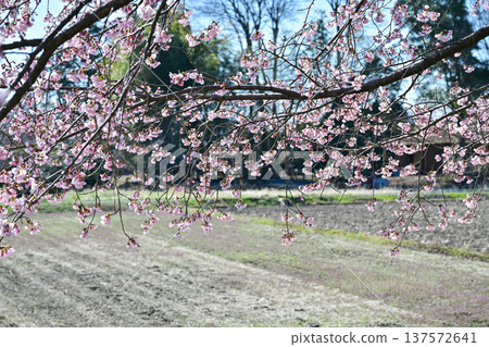 Kitaizumi Sakuragaya Park 137572641