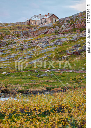 the coast of the Barents Sea at sunset, the rocky shore with colourful arctic carpet of moss, yagel, Tundra at autumn, Russia, Murmansk region the coast of the Barents Sea at sunset, the rocky shore with colourful arctic carpet of moss, yagel, Tundra at autumn, Russia, Murmansk region 137572645