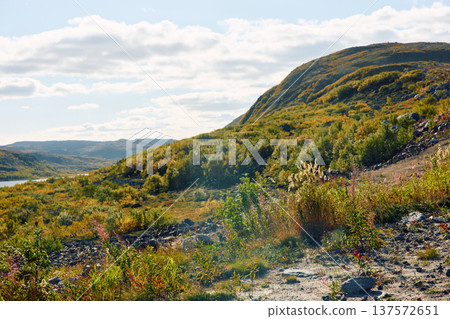 the coast of the Barents Sea, colourful arctic carpet of moss, yagel, moss, mountain, Murmansk region, Russia the coast of the Barents Sea, colourful arctic carpet of moss, yagel, moss, mountain, Murmansk region, Russia 137572651