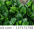 The beautiful dark green of winter vegetables is now in season. The delicious dark green of winter vegetables is now in season. 137572788