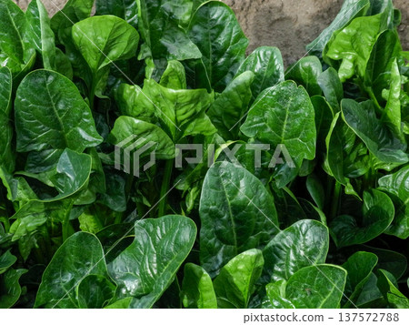 The beautiful dark green of winter vegetables is now in season. The delicious dark green of winter vegetables is now in season. 137572788