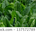 The beautiful dark green of winter vegetables is now in season. The delicious dark green of winter vegetables is now in season. 137572789