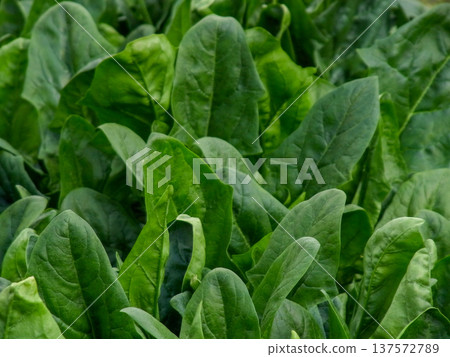 冬季蔬菜美麗的深綠色現在正是當季。美味的冬季蔬菜深綠色現在正是當季。 冬季蔬菜美麗的深綠色現在正是當季。美味的冬季蔬菜深綠色現在正是當季。 137572789