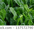 The beautiful dark green of winter vegetables is now in season. The delicious dark green of winter vegetables is now in season. 137572790