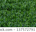 The beautiful dark green of winter vegetables is now in season. The delicious dark green of winter vegetables is now in season. 137572791