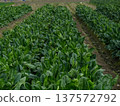 The beautiful dark green of winter vegetables is now in season. The delicious dark green of winter vegetables is now in season. 137572792