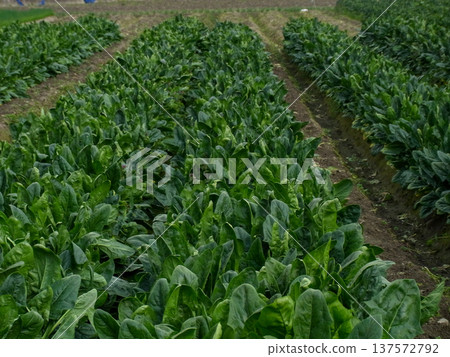 The beautiful dark green of winter vegetables is now in season. The delicious dark green of winter vegetables is now in season. 137572792