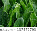 The beautiful dark green of winter vegetables is now in season. The delicious dark green of winter vegetables is now in season. 137572793