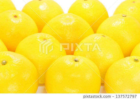 Tosa pomelo Buntan large citrus fruits multiple bright background 137572797