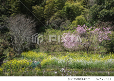 Satoyama spring Satoyama spring 137572844