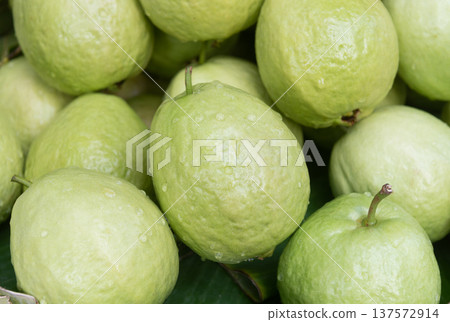 Close up of fresh green guavas with water drops Close up of fresh green guavas with water drops 137572914