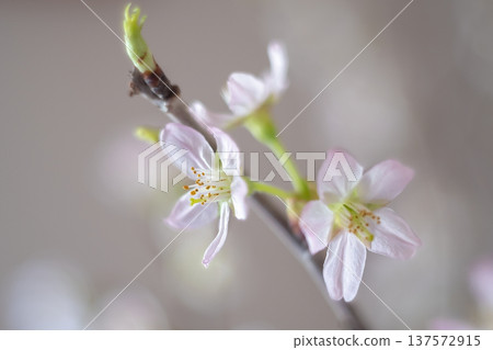 Keiou cherry blossoms herald the arrival of spring Keiou cherry blossoms herald the arrival of spring 137572915