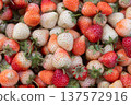 Fresh ripe red and white strawberries in local market 137572916