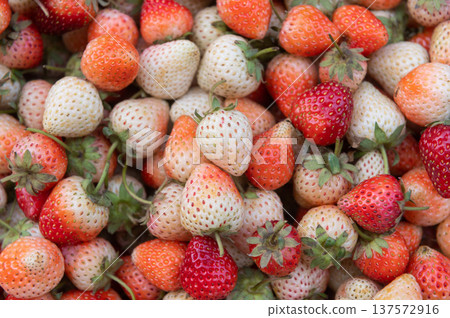 Fresh ripe red and white strawberries in local market Fresh ripe red and white strawberries in local market 137572916